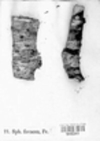 Diatrypella favacea image